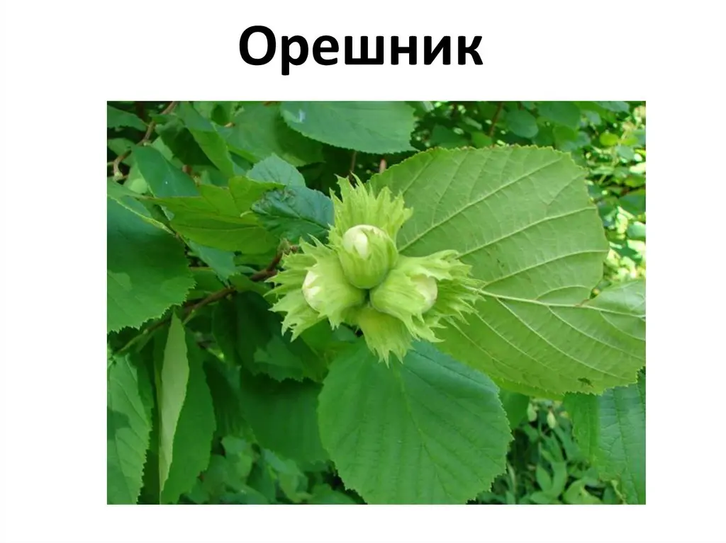 Орешник: значение и влияние на природу