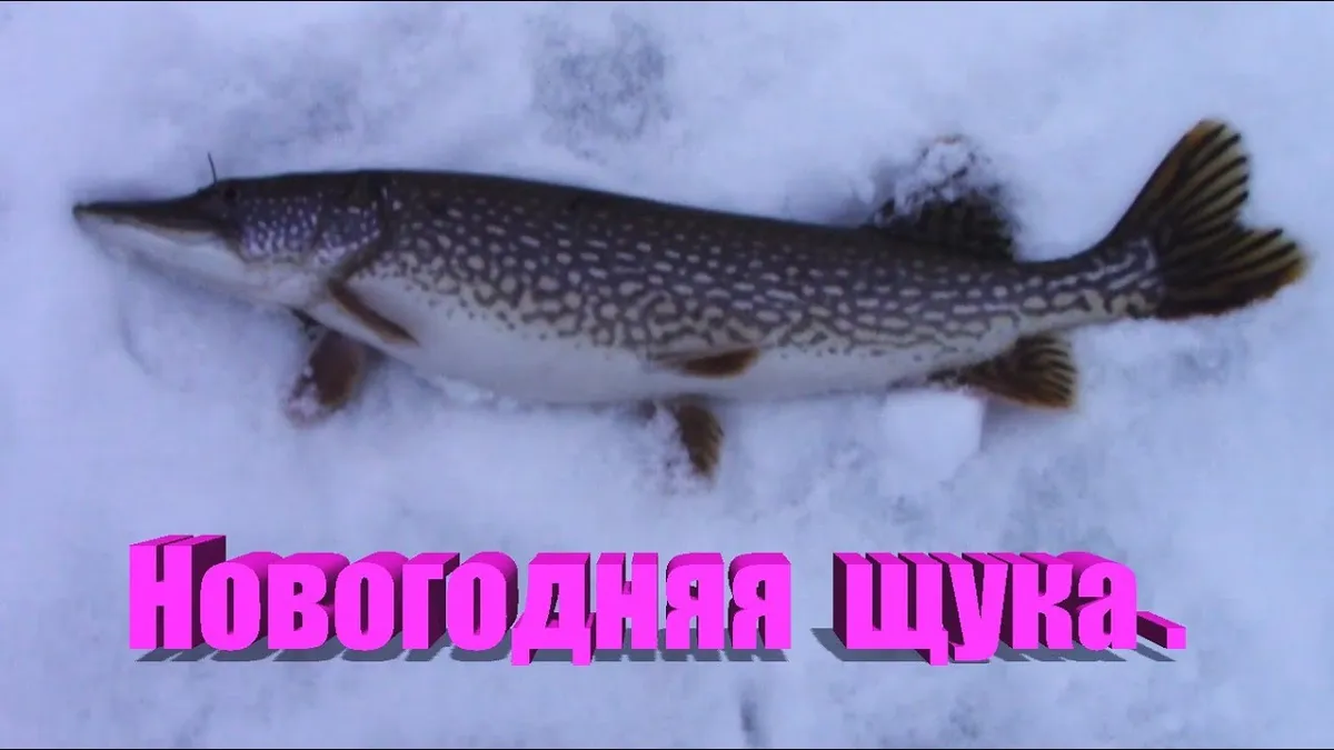 щука — RU news