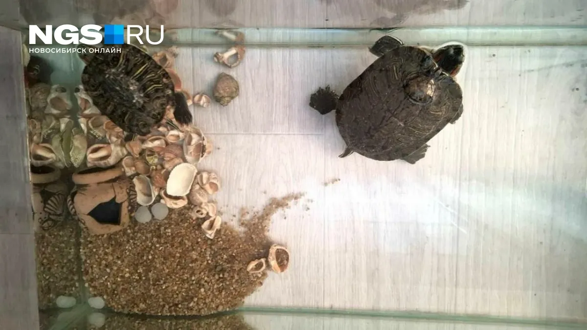 нгс — RU news
