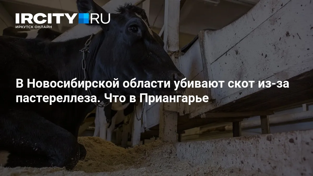 пастереллез — RU news