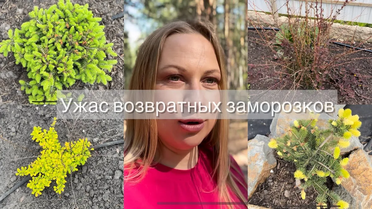 заморозки — RU news