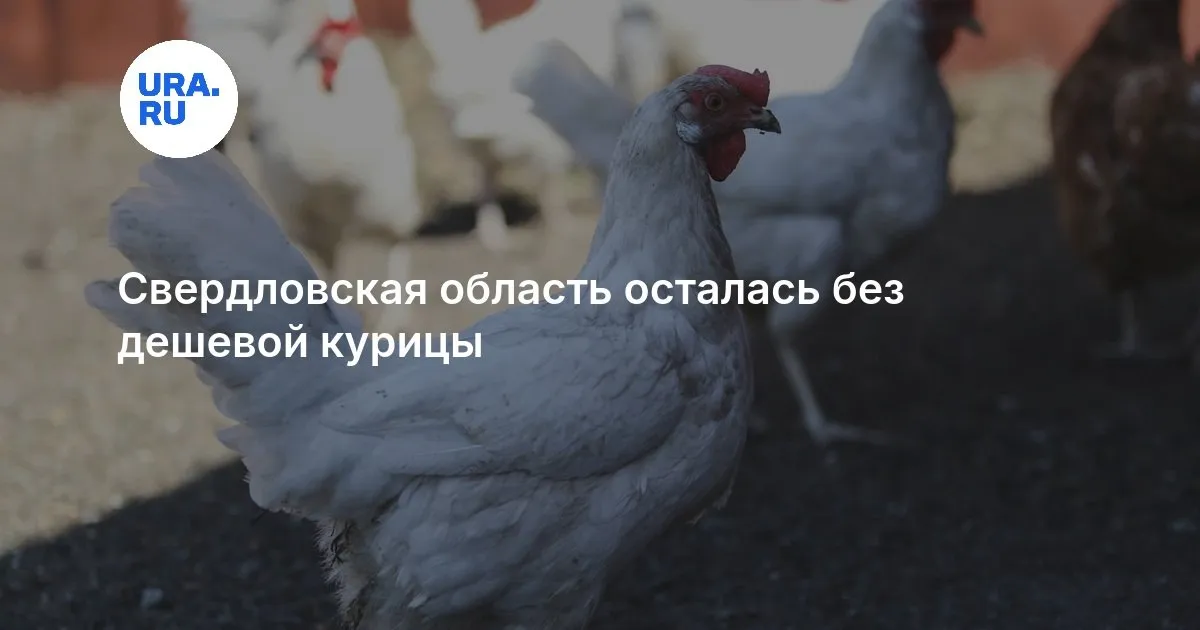 курица — RU news